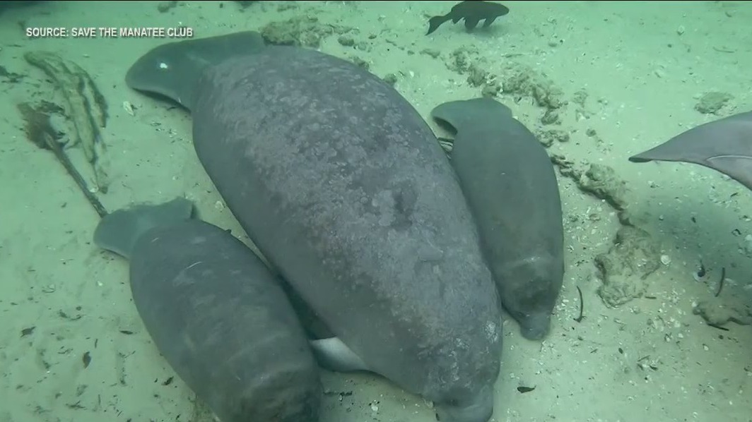 Adorable! Rare manatee twins found at Blue Spring State Park in Florida